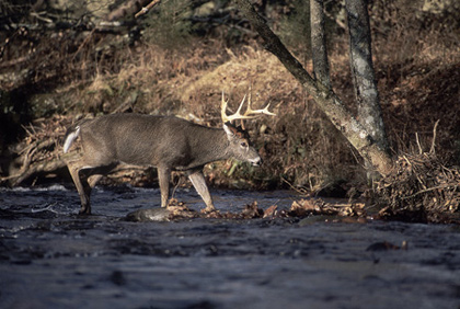 Buck in creek
