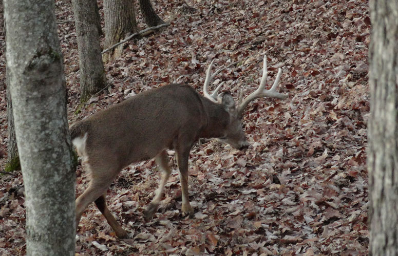 Deer in woods