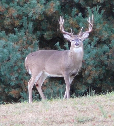 Whitetail Buck